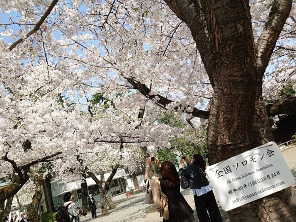 靖國桜①