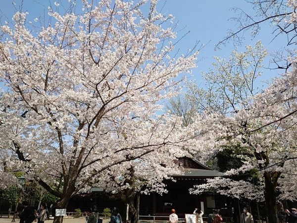 靖國桜③